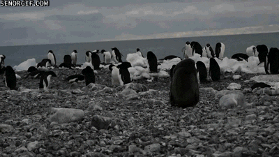 6QazvzbHc8P3q.gif