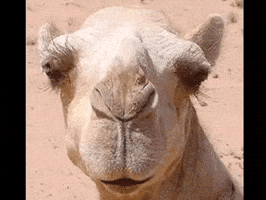 Camel Rider GIFs - Get the best GIF on GIPHY