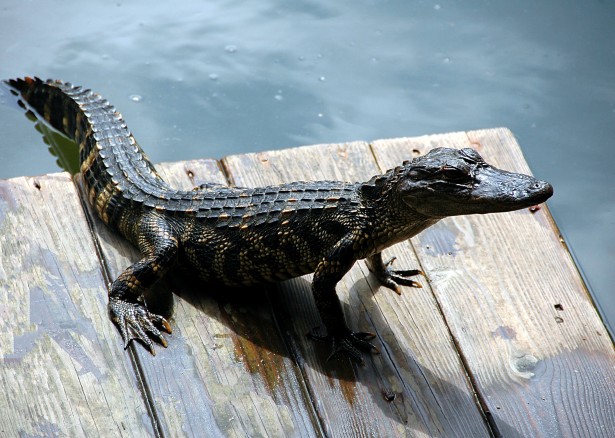 alligator-on-dock.jpg