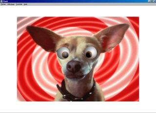 CrazyDog.jpg