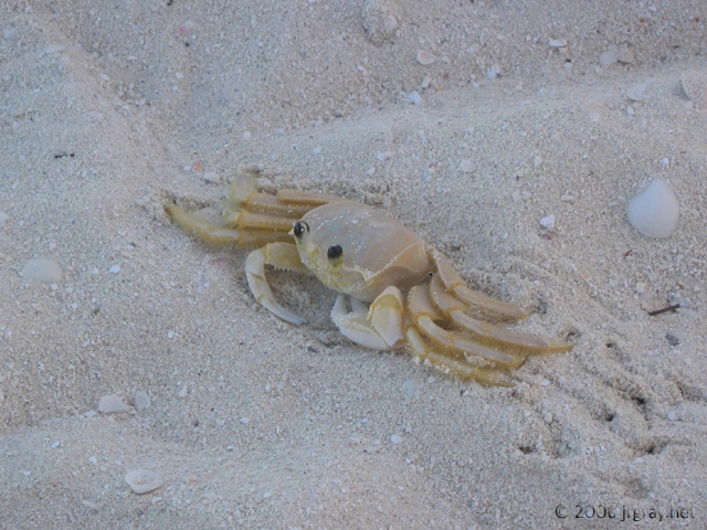 crab_at_serenity_bay.jpg