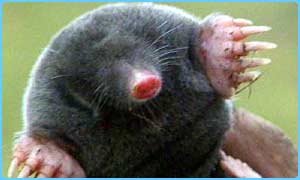 _1794077_mole300.jpg