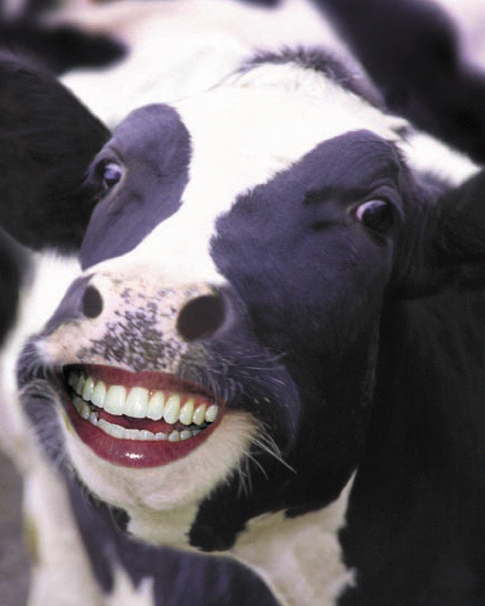 cows-3.jpg