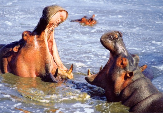 HipposAfricaZoo75dpi520pxw.jpg