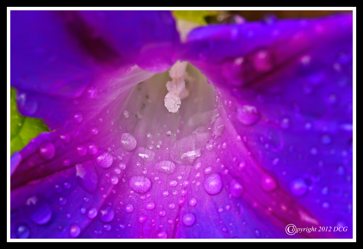 Morning-Glory-06-19-03acr-X2.jpg