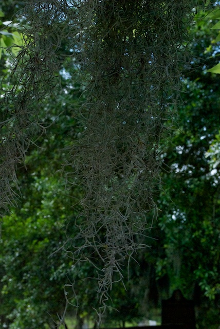 savannah-19.jpg