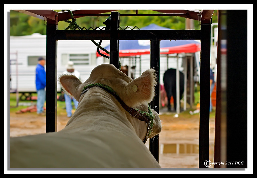 Cow-10-03-06cr-XL.jpg