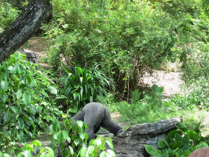 IMG0309-L.jpg