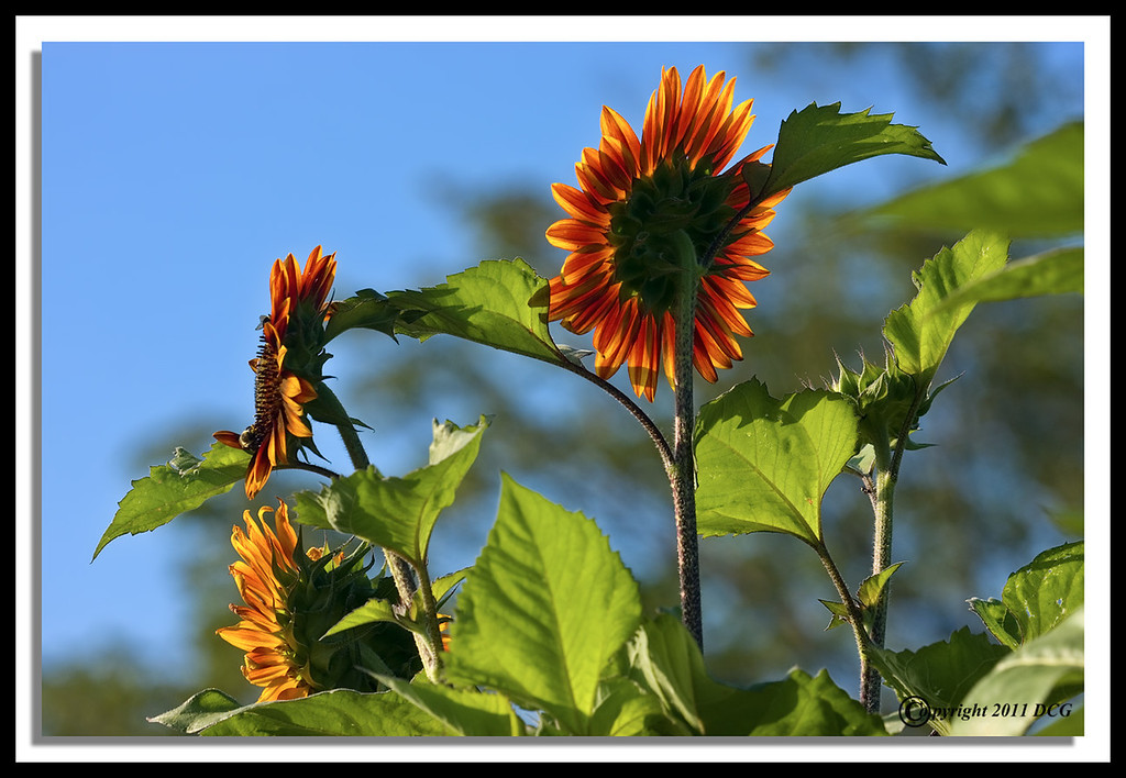 Sunflowers-07-31-01cr-XL.jpg