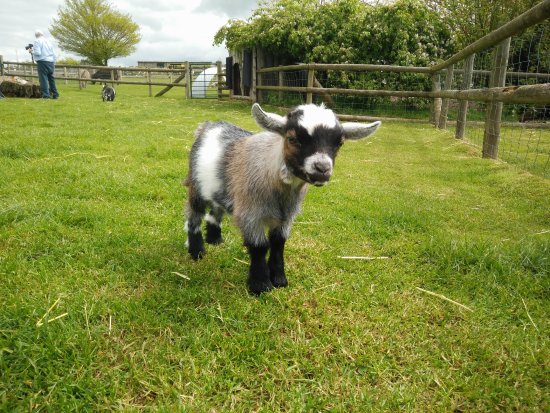 inside-the-pygmy-goat.jpg