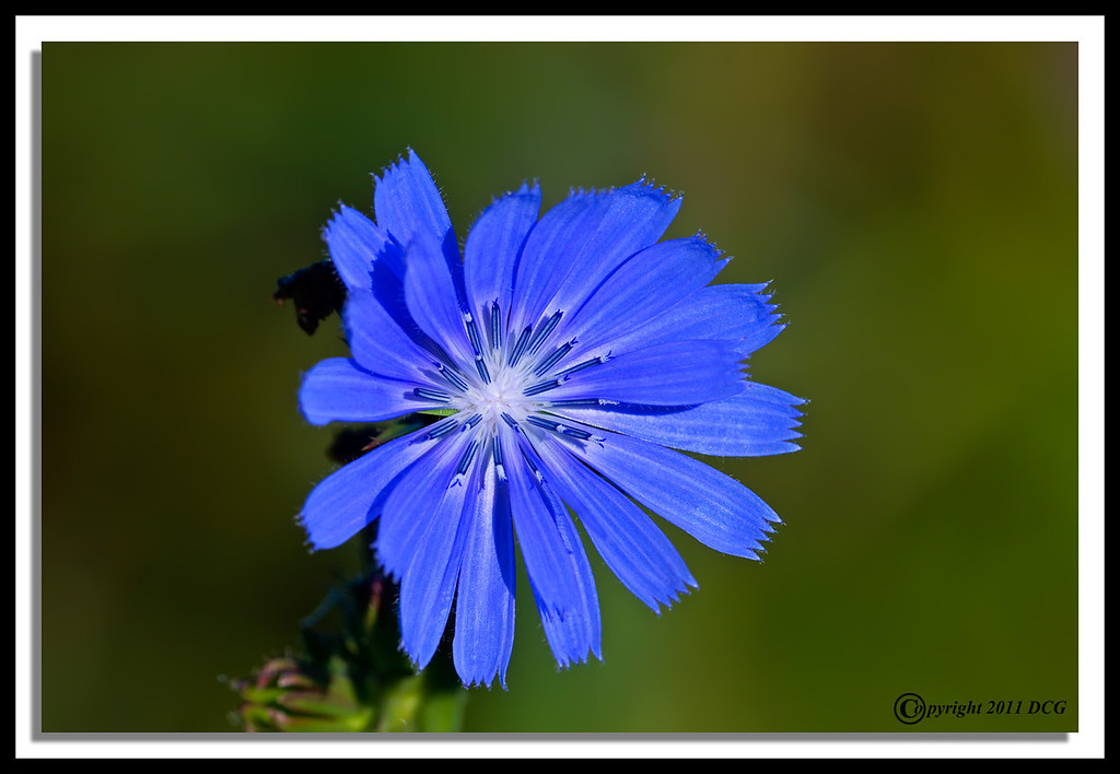 Chicory-08-03-01cr-XL.jpg