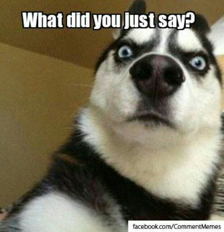 5627d0ae8a919d72b1a951c1d7740bf6--wolf-meme-swimming-memes.jpg