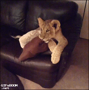 awww.gif