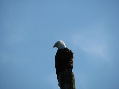 Eagle.JPG