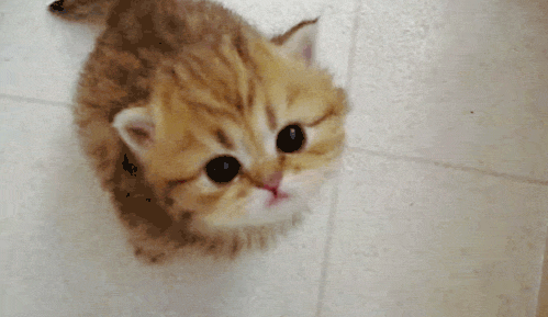 tumblr_lo56idQj2m1qzjvbwo1_500.gif