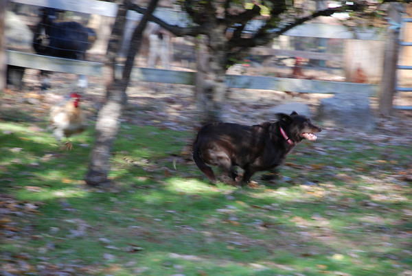 409131229_gCNGs-M.jpg