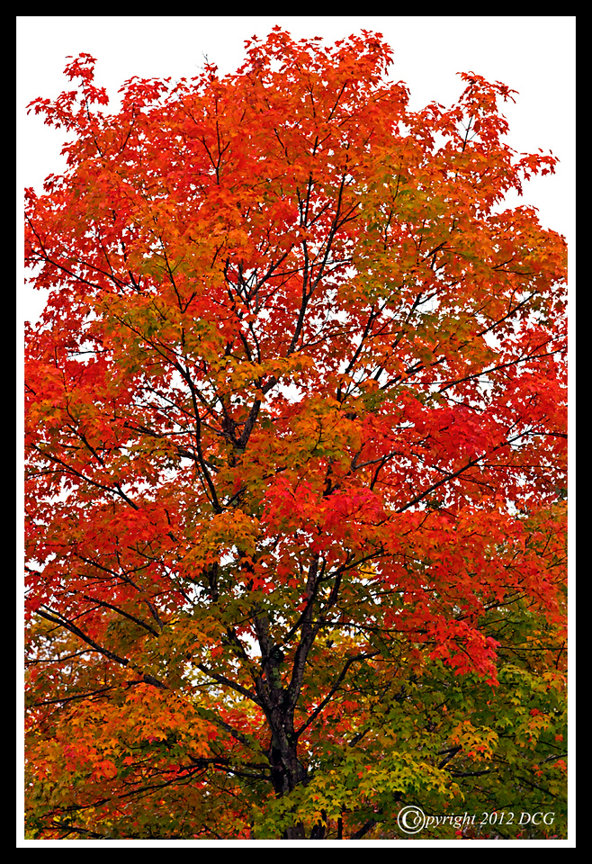 Maple-Tree-10-01-02cr-X2.jpg