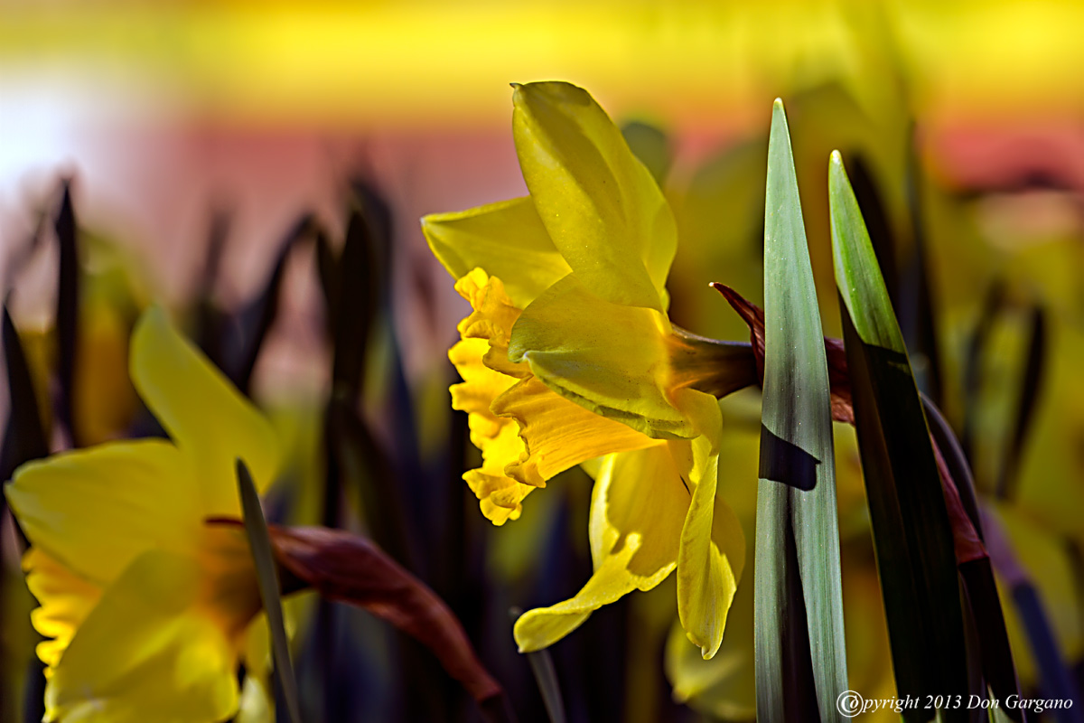 Daffodil-05-02-01cr%20-X2.jpg