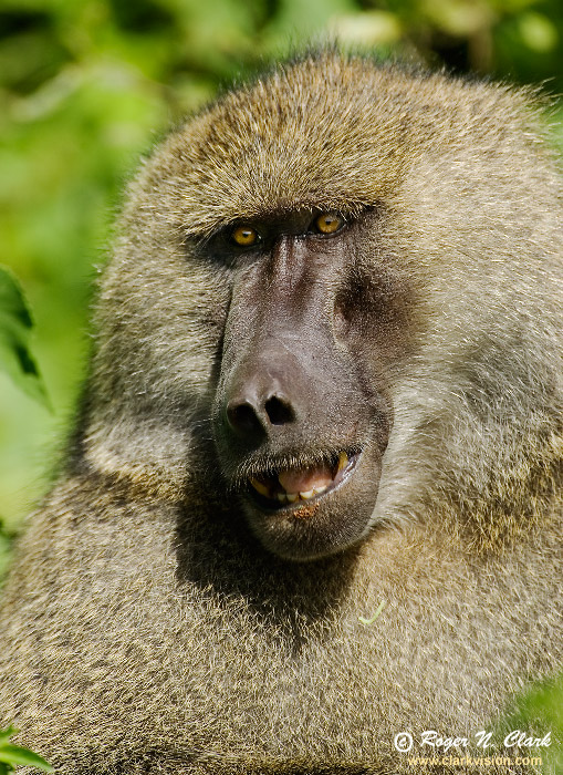 baboon.c01.19.2007.JZ3F7735b-700.jpg