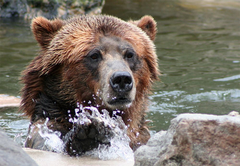 bear_sm.jpg
