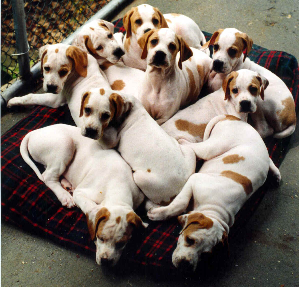 Diana's%20Puppies-1997-final.jpg