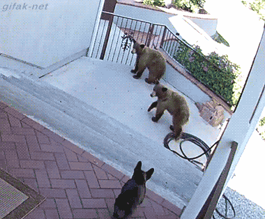giphy.gif