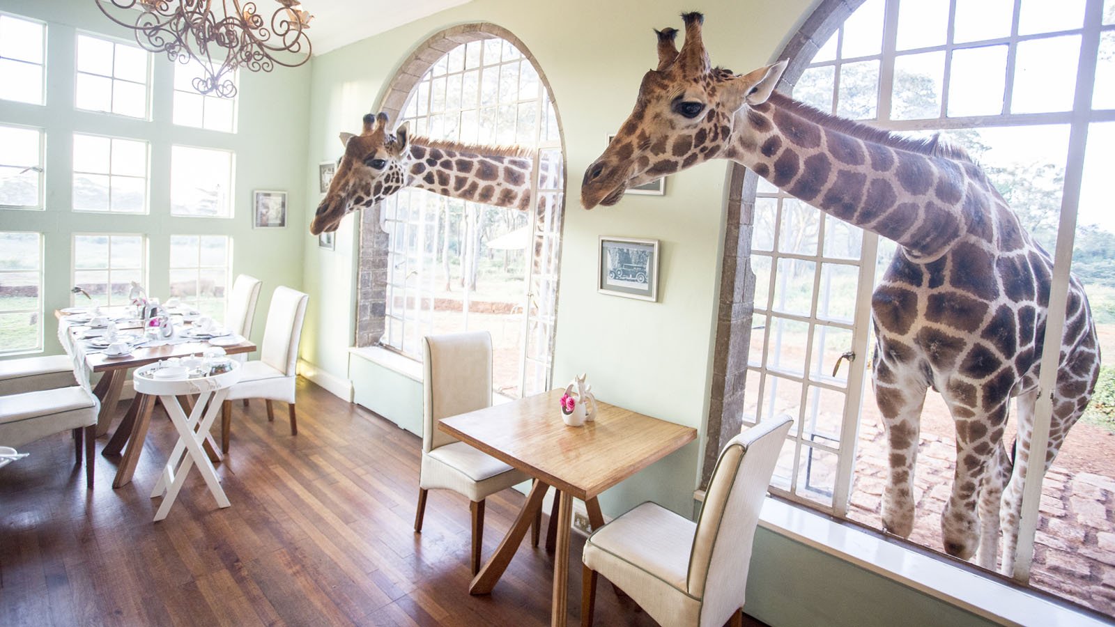 giraffe-manor=402673-310.jpg