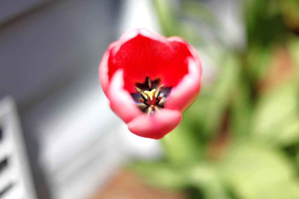 img_6570tulip-XL.jpg