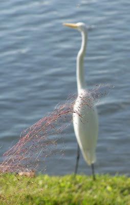 herring.jpg