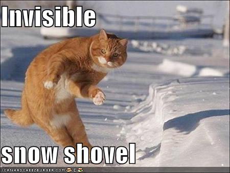 cat+snow+shovel.jpg