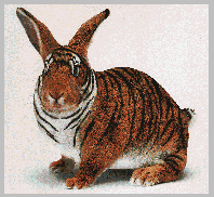 tigerbunny.gif