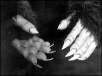 _40618307_werewolf.jpg