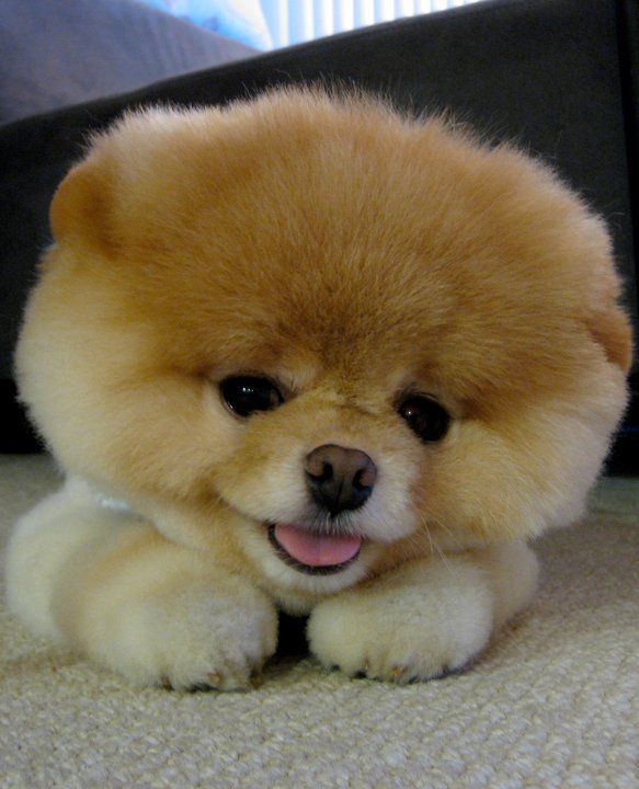 dog.jpg