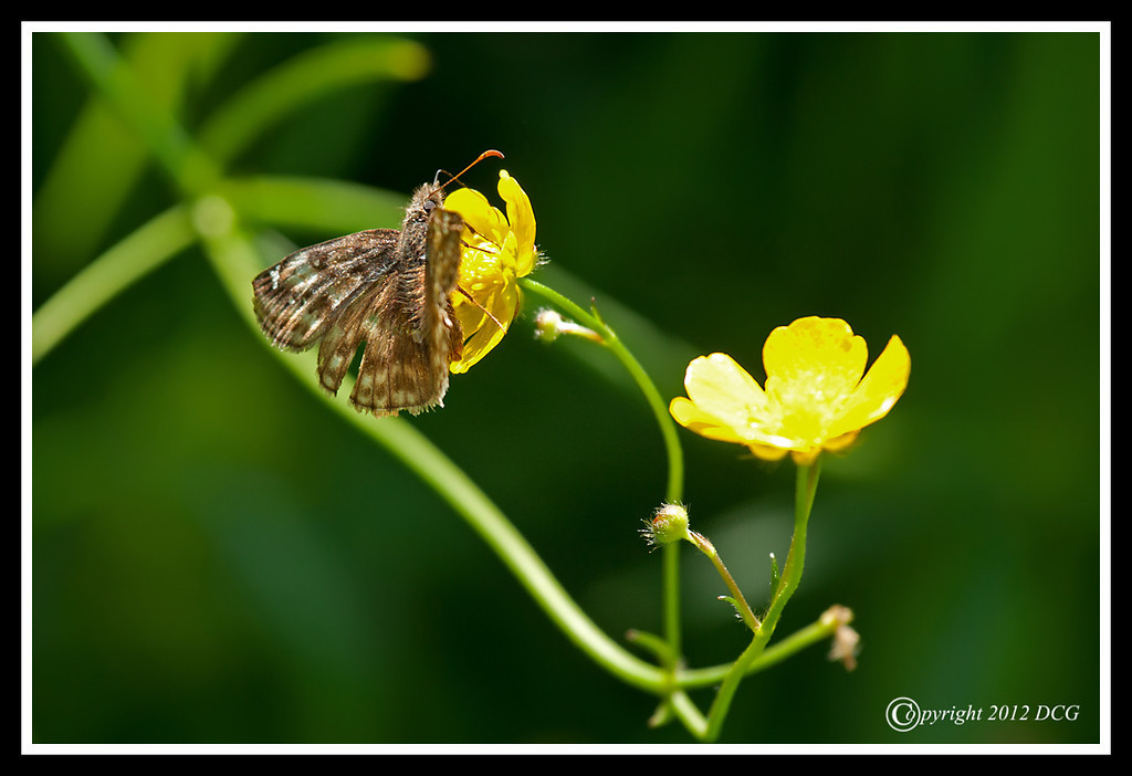 Sleepy-Duskywing-06-09-01acr-XL.jpg