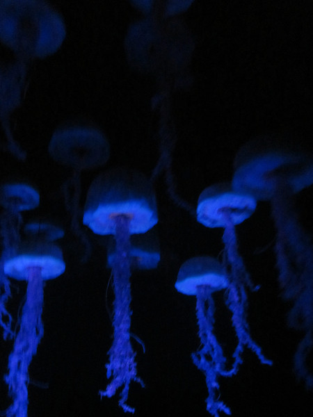 IMG1024-L.jpg