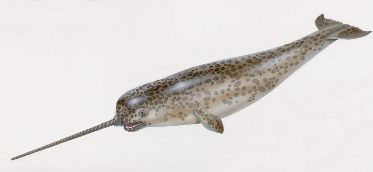narwhal.jpg