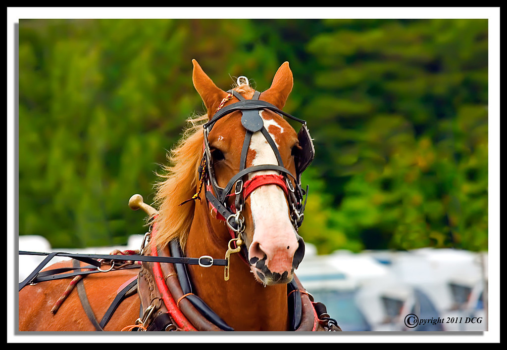 Draft-Horses-10-03-08cr-XL.jpg