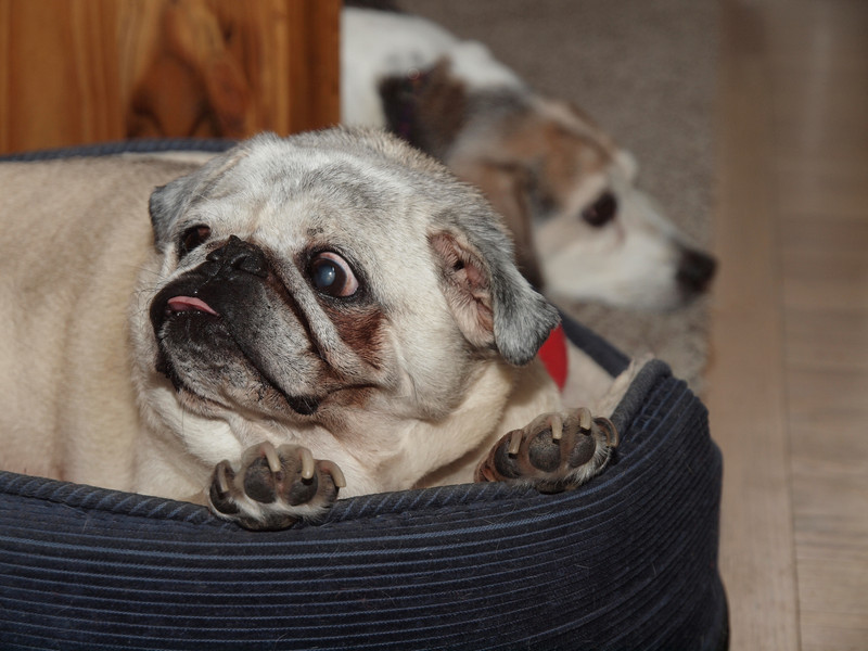 Easter2011-4248377-L.jpg