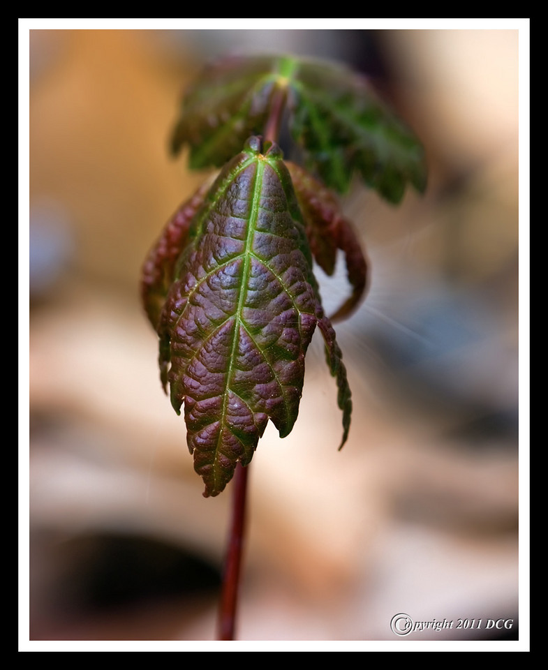 new%20growth-05-03-02acr-X2.jpg