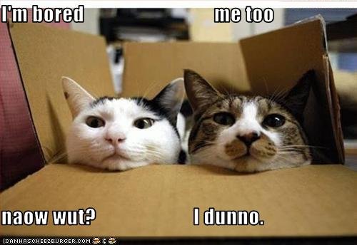 bored-kitteh.jpg