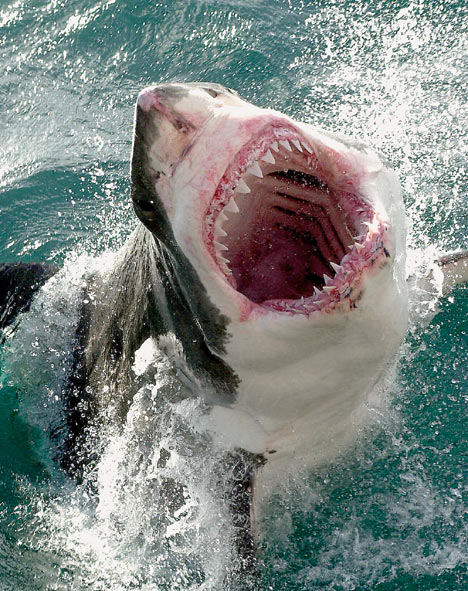 19sharkDM_468x591.jpg