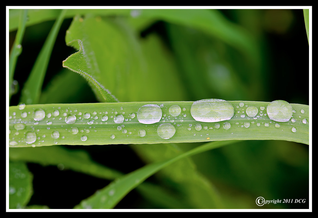 Water-Drops-05-16-01cr-XL.jpg