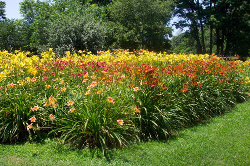 Lilies_0038.JPG