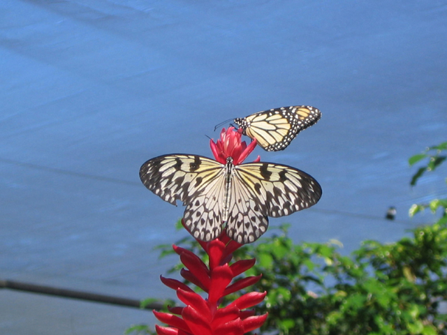 butterfly4.jpg