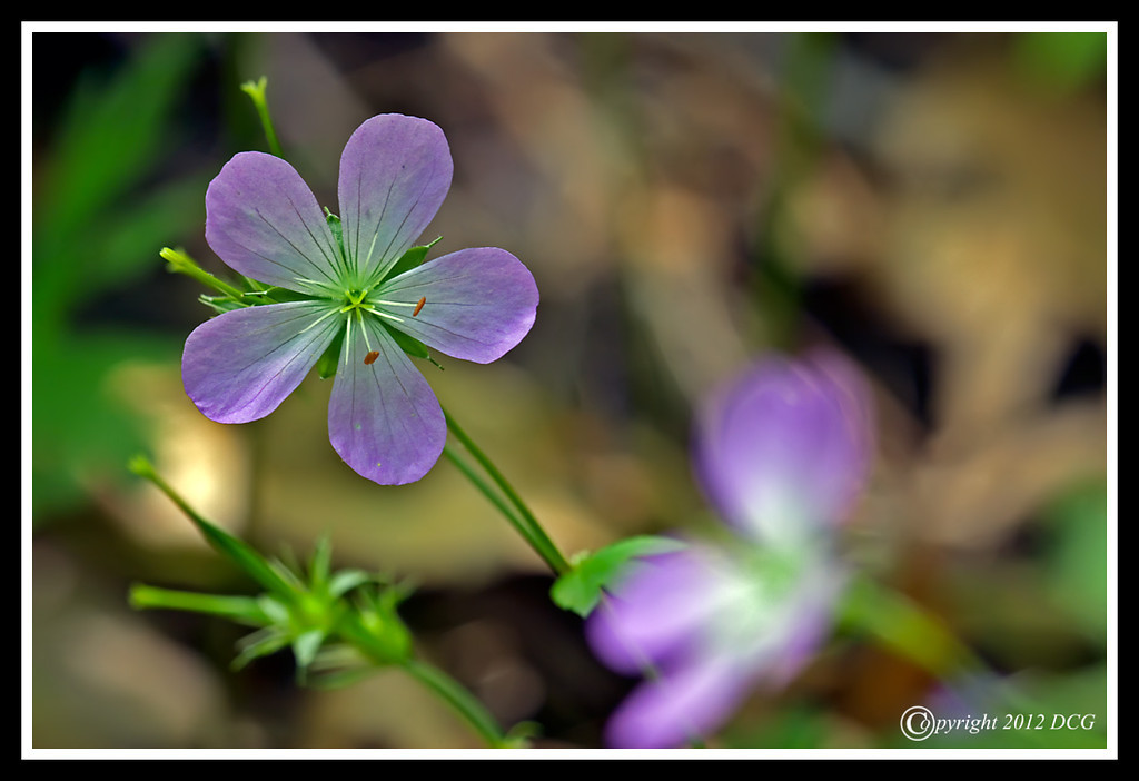 Wild-Geranium-05-26-06cr-XL.jpg