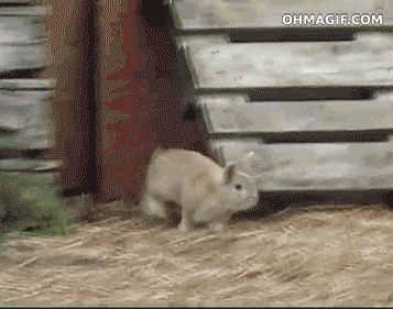 giphy.gif