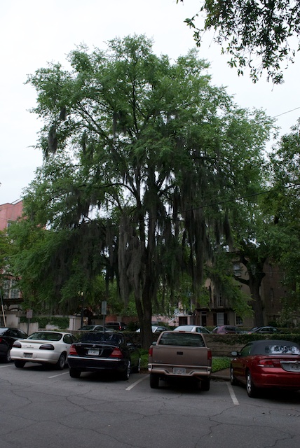 savannah-12.jpg