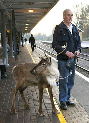 strange_pet