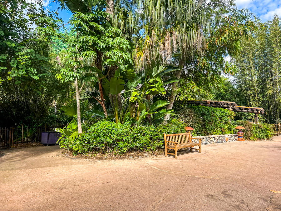 Animal Kingdom Flamingos Path Reopened