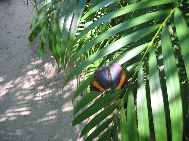 butterfly1.jpg